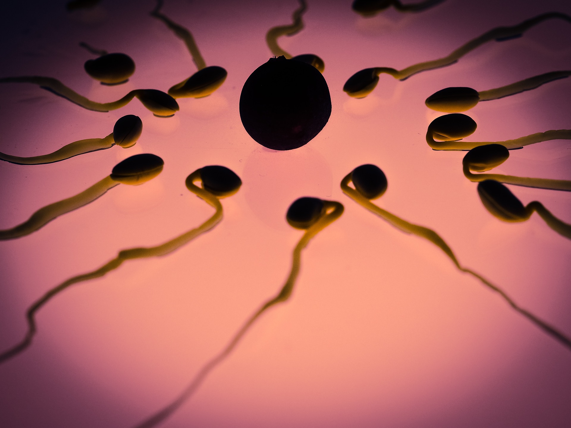 sperm-956482_1920.jpg