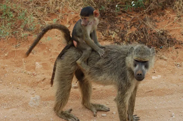 Kongo entdeckt neue Affenpocken-Mutation