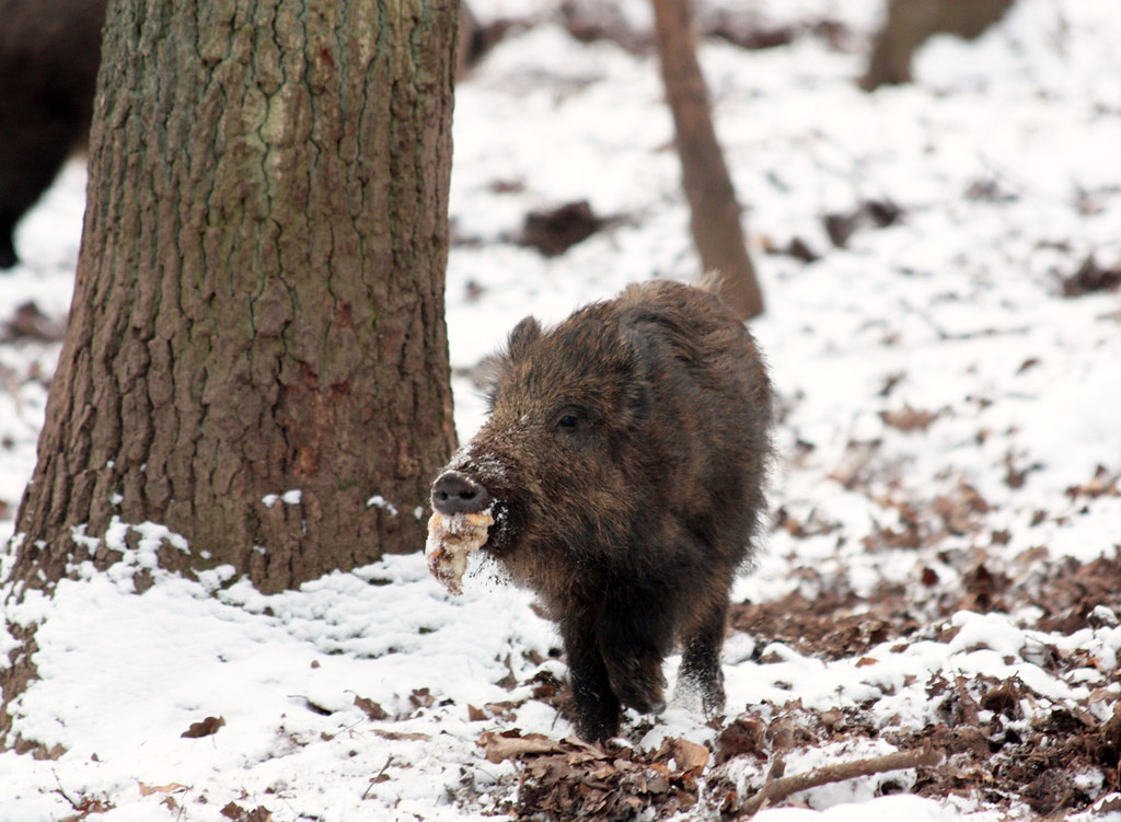 Spanien probt Seuchen-Notstand
